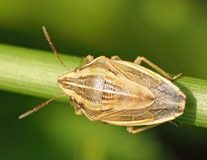 Getreidewanze, Aelia acuminata